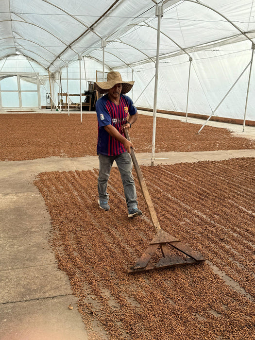 Colombia Campo Hermoso Caturra Strawberry Mossto Co-ferment Natural