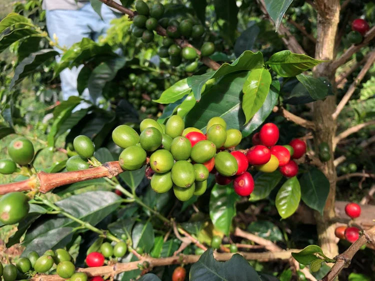 Colombia Campo Hermoso Caturra Strawberry Mossto Co-ferment Natural