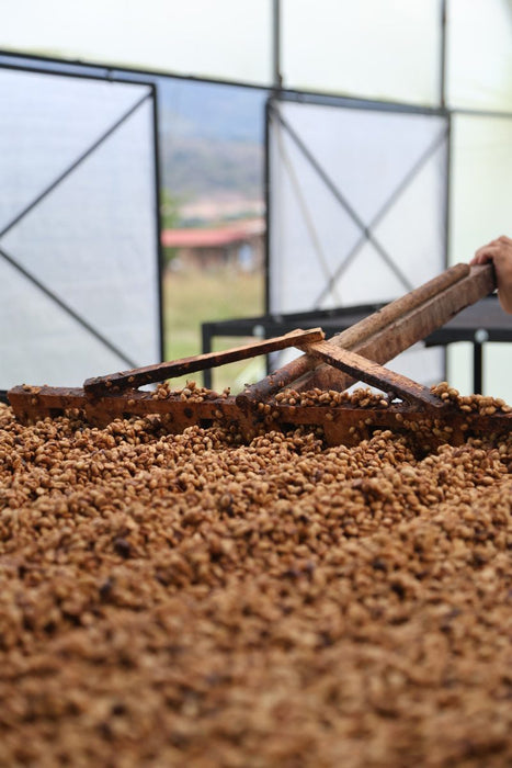 Colombia Campo Hermoso Caturra Strawberry Mossto Co-ferment Natural