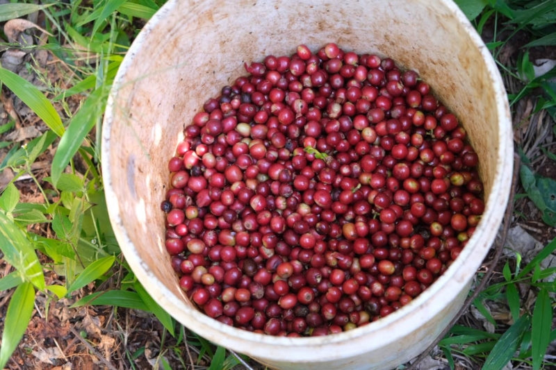 Kenya Kii Washed