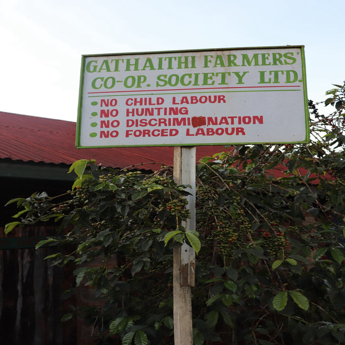 Kenya Gathaithi AA Washed