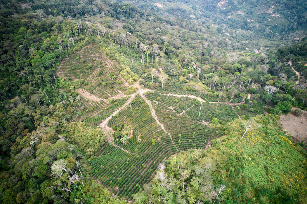 Bolivia Antonio Mamani Pacamara Natural