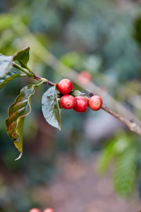 Bolivia Antonio Mamani Pacamara Natural