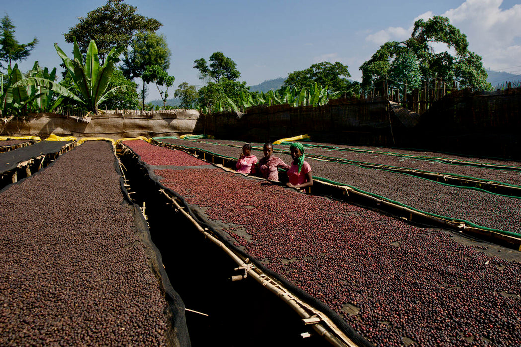 Ethiopia Ela Tenacha Heirloom Washed