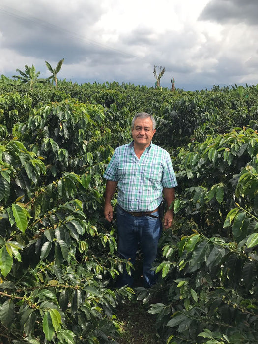Colombia Pineapple Express Castillo Washed