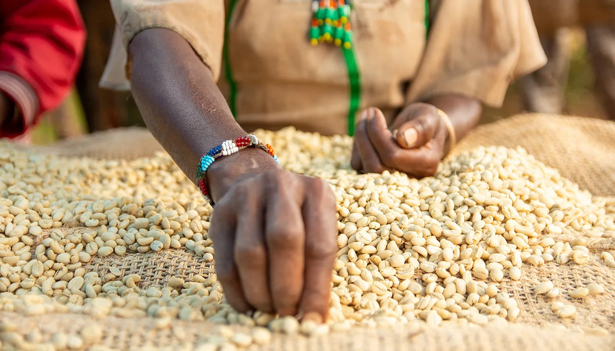 Ethiopia Mulish Washed