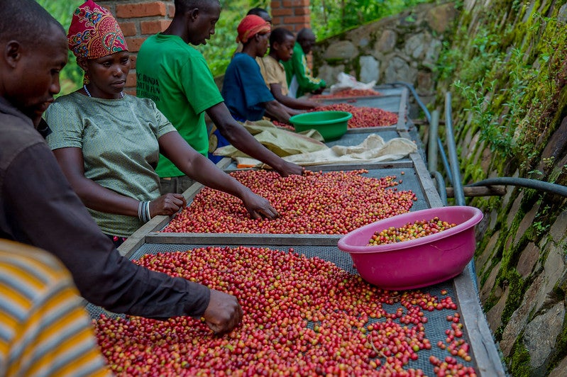 Rwanda Ngororero Red Bourbon Natural