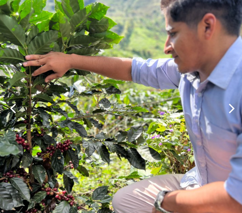 Peru Joel Tocto Pena Honey