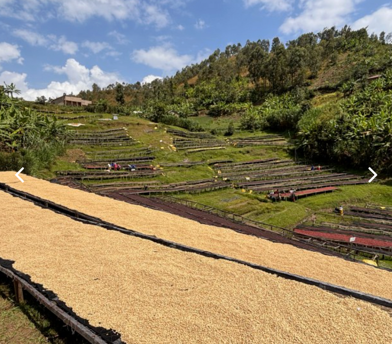 Rwanda Kanya Red Bourbon Washed