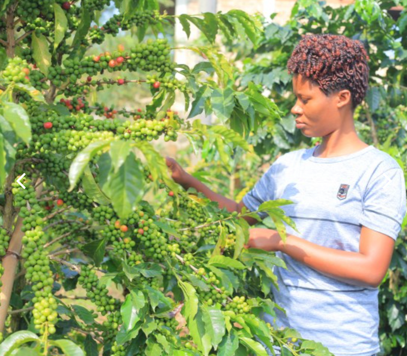 Rwanda Kanya Red Bourbon Washed