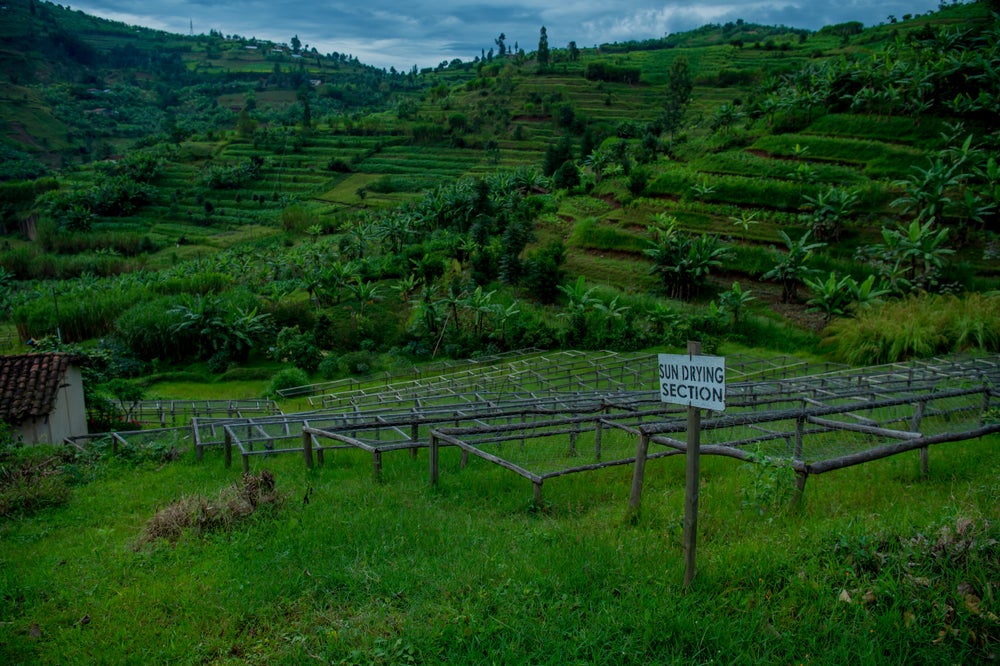 Rwanda Ngororero Red Bourbon Natural
