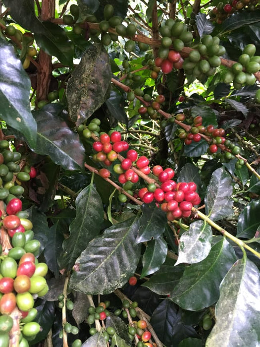 Ecuador Hakuna Matata Typica Washed