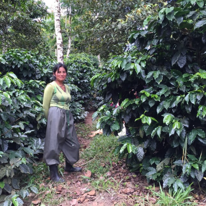 Ecuador Hakuna Matata Typica Washed